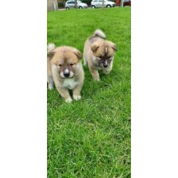 Lieve Akita Inu pups