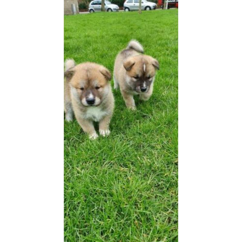 Lieve Akita Inu pups