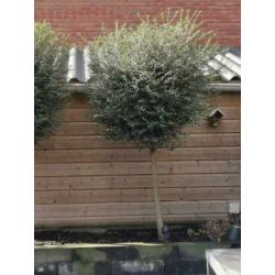 Ligustrum Delavayanum 2x