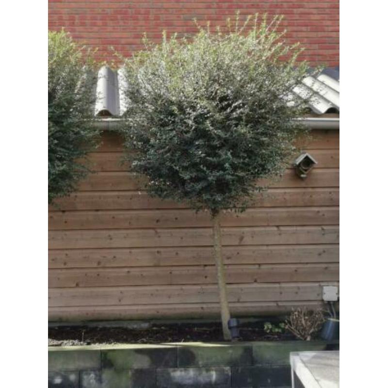 Ligustrum Delavayanum 2x