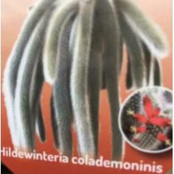 Actie! Apenstaart, Monkey Tail, Hangplant, Cactus, stekje