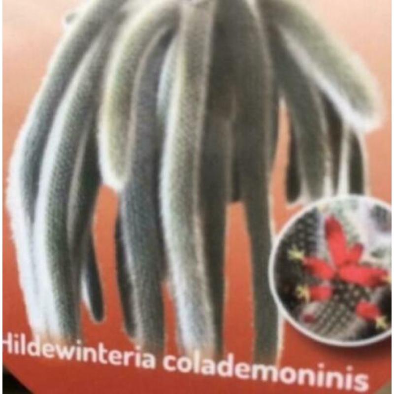 Actie! Apenstaart, Monkey Tail, Hangplant, Cactus, stekje