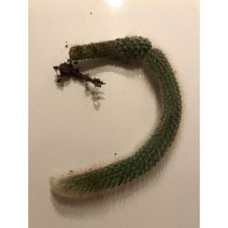 Actie! Apenstaart, Monkey Tail, Hangplant, Cactus, stekje