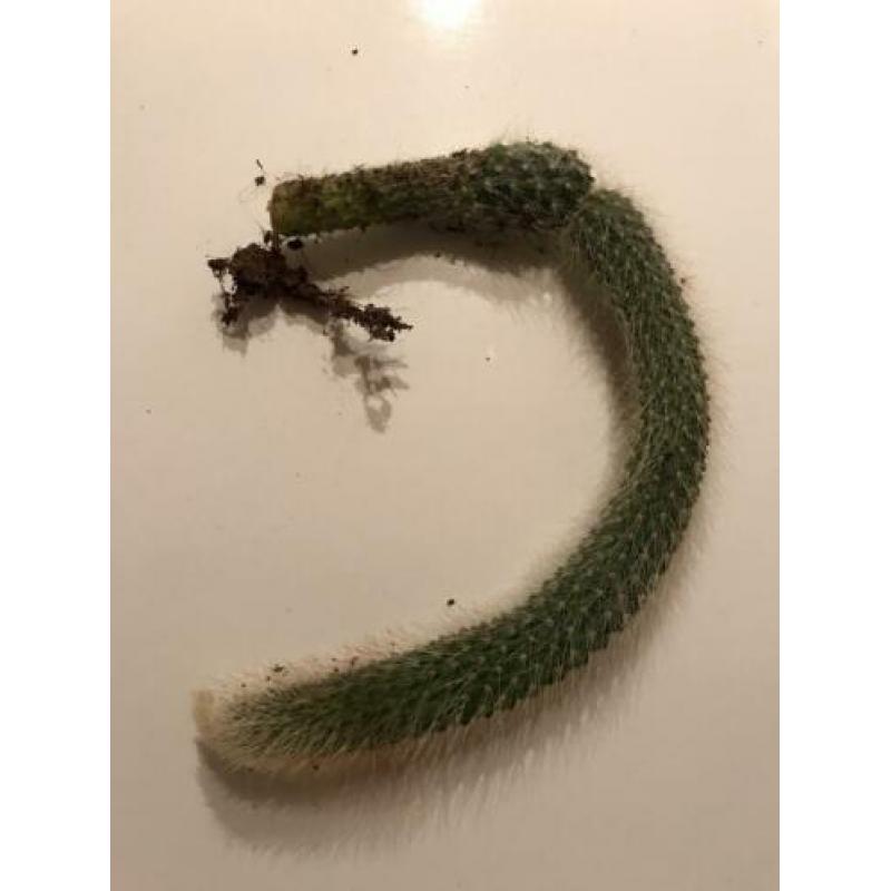 Actie! Apenstaart, Monkey Tail, Hangplant, Cactus, stekje