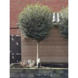 Ligustrum Delavayanum 2x