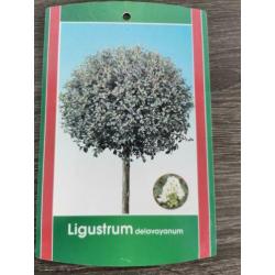 Ligustrum Delavayanum 2x