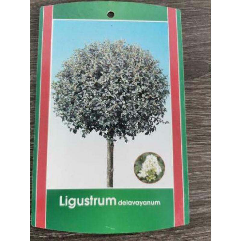 Ligustrum Delavayanum 2x