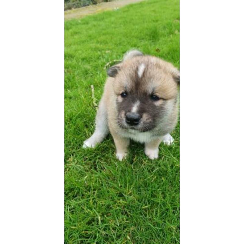 Lieve Akita Inu pups