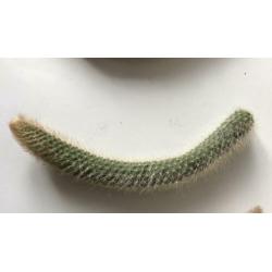 Actie! Apenstaart, Monkey Tail, Hangplant, Cactus, stekje