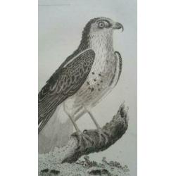 Drie antieke vogelprenten