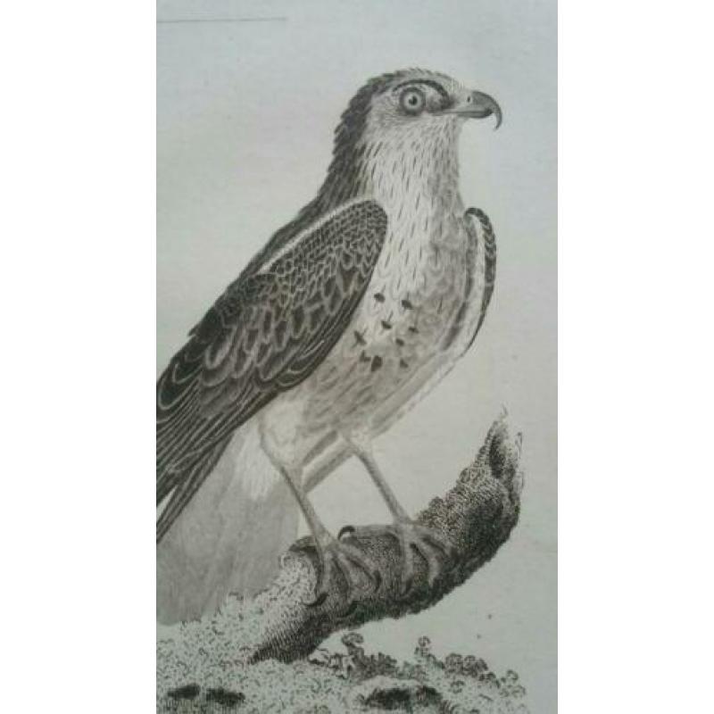 Drie antieke vogelprenten
