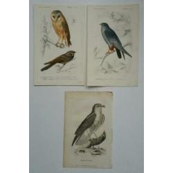 Drie antieke vogelprenten
