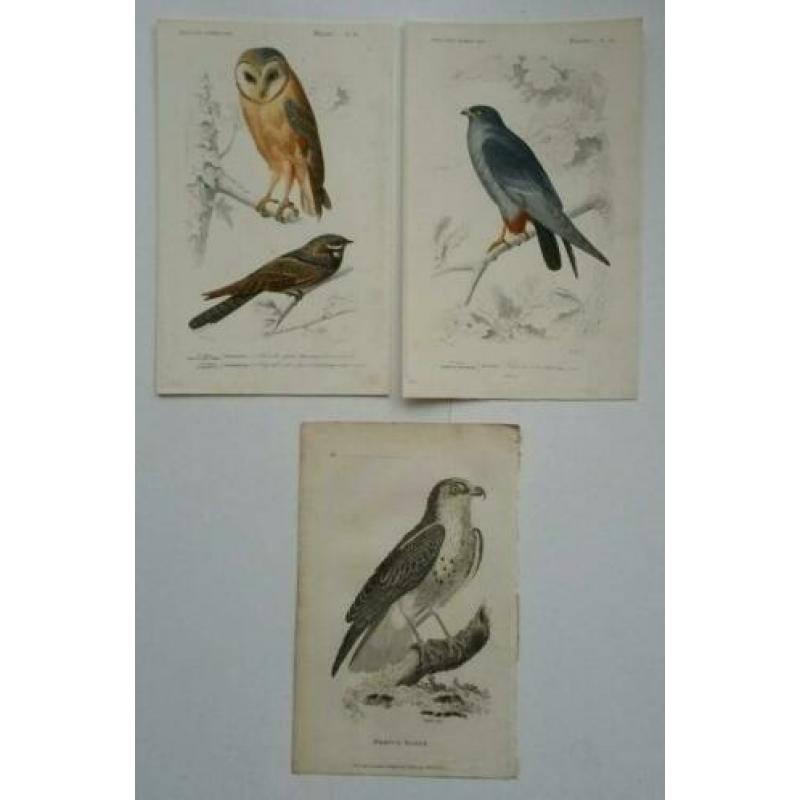 Drie antieke vogelprenten