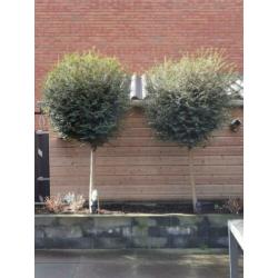 Ligustrum Delavayanum 2x