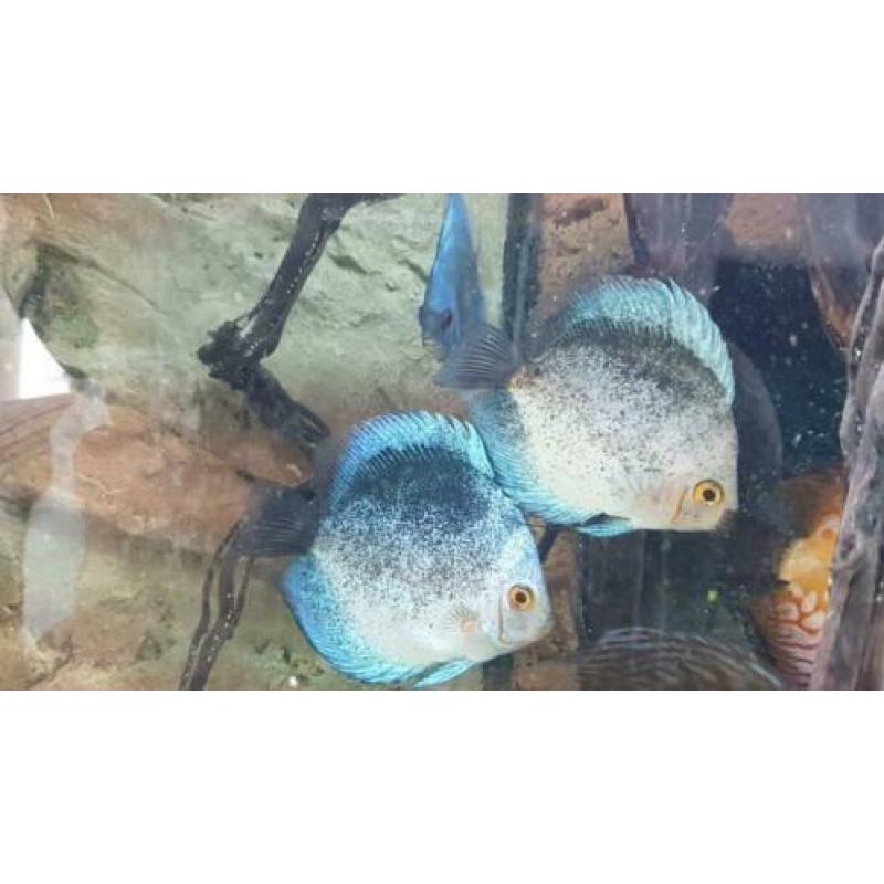 Discusvis