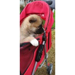 Lieve Akita Inu pups