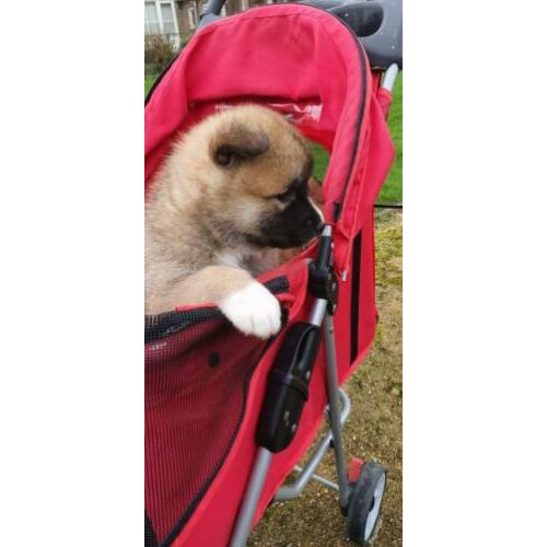 Lieve Akita Inu pups