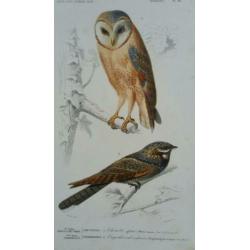 Drie antieke vogelprenten