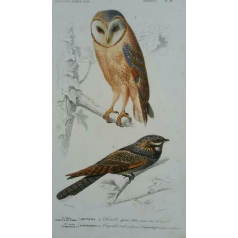 Drie antieke vogelprenten