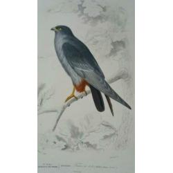 Drie antieke vogelprenten