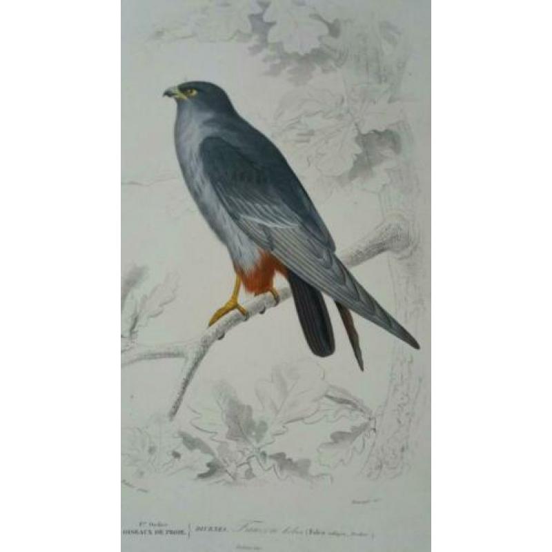 Drie antieke vogelprenten
