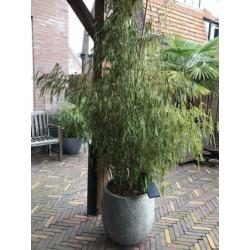 Twee grote grijze potten met bamboe.
