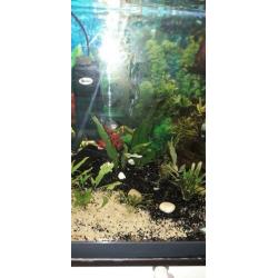 Diverse aquarium vissen