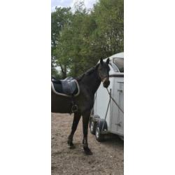 Groot braaf paard