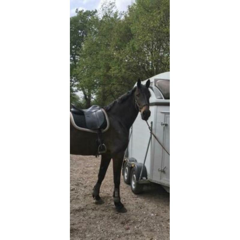 Groot braaf paard