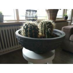 2 cactussen in buitenpot.