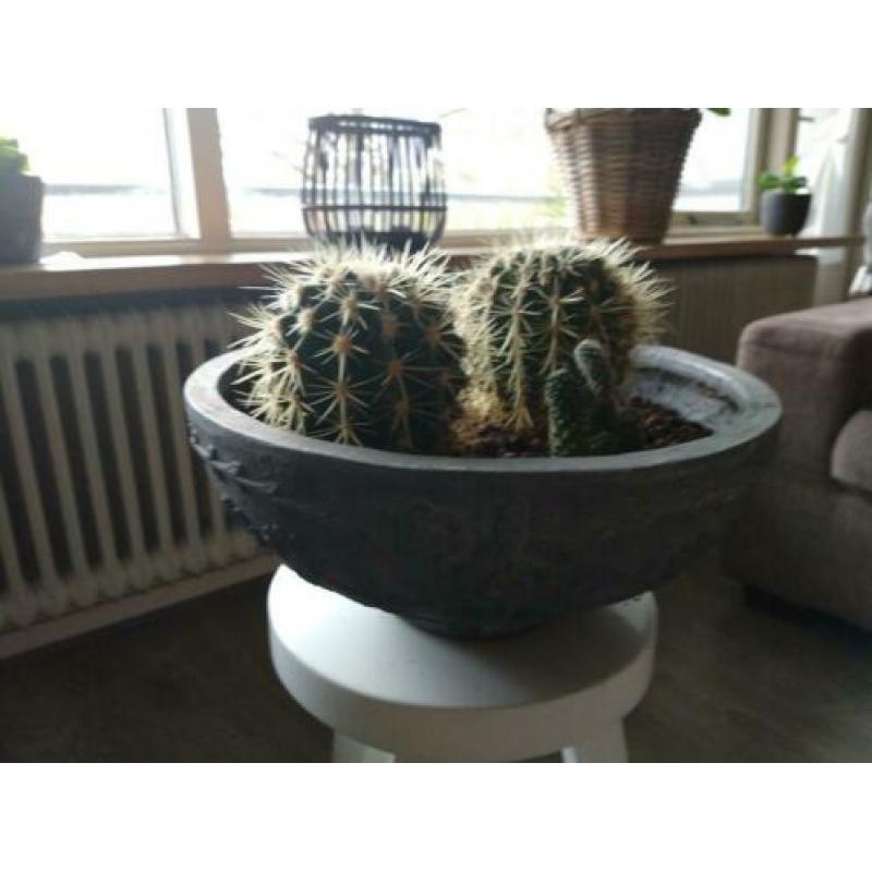 2 cactussen in buitenpot.