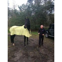 Groot braaf paard
