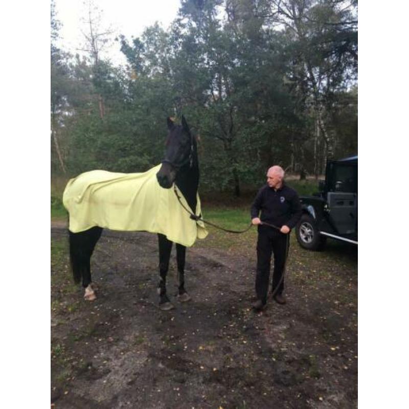 Groot braaf paard