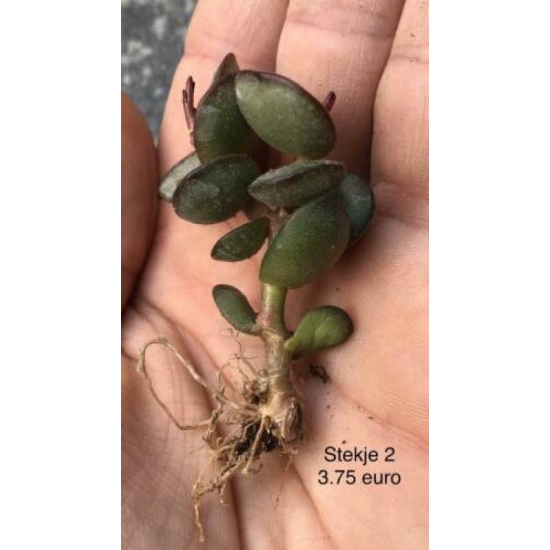 Stek, geworteld stekje, Adromischus Subdistichus, Kamerplant