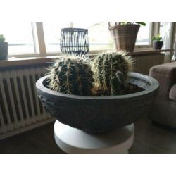 2 cactussen in buitenpot.