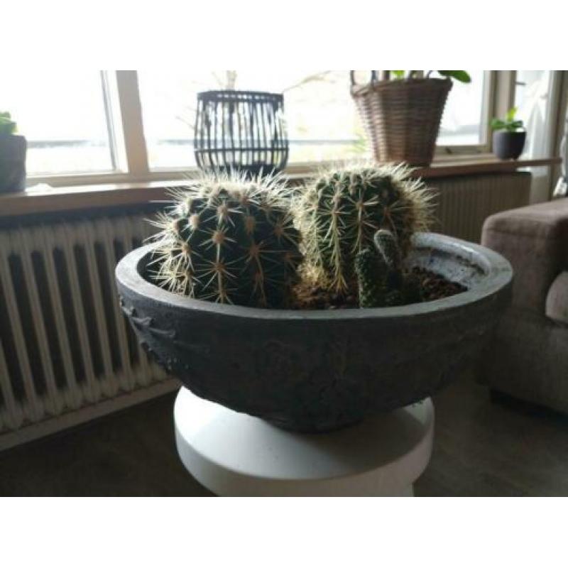 2 cactussen in buitenpot.