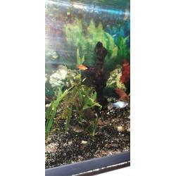 Diverse aquarium vissen