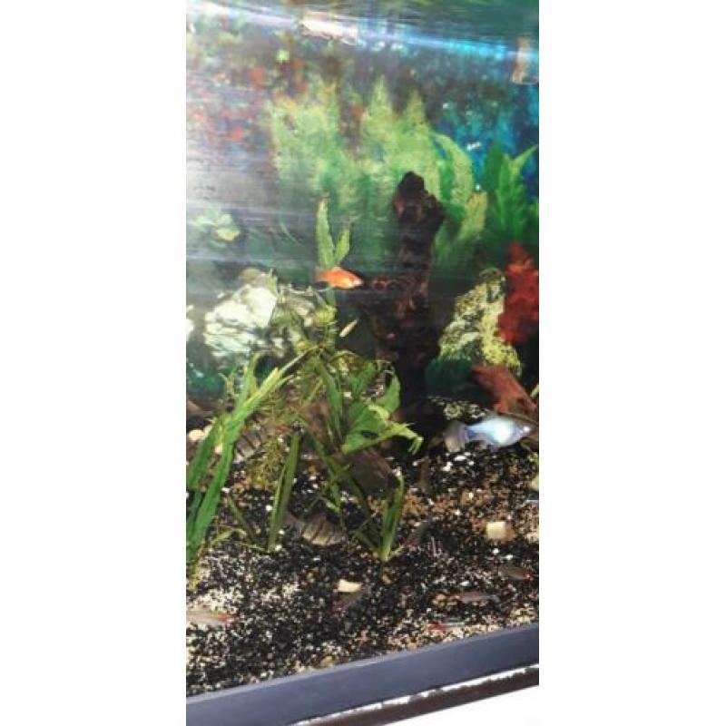 Diverse aquarium vissen