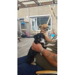 Chihuahua reutje
