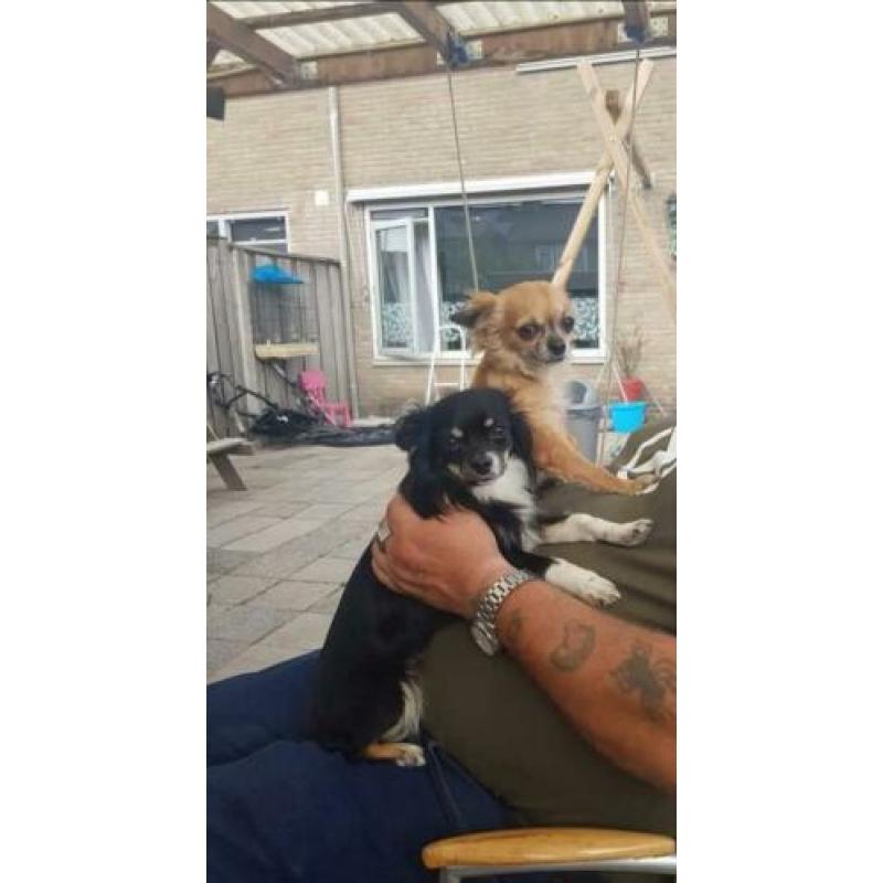 Chihuahua reutje