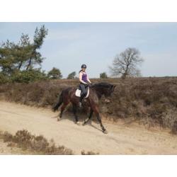 Groot braaf paard