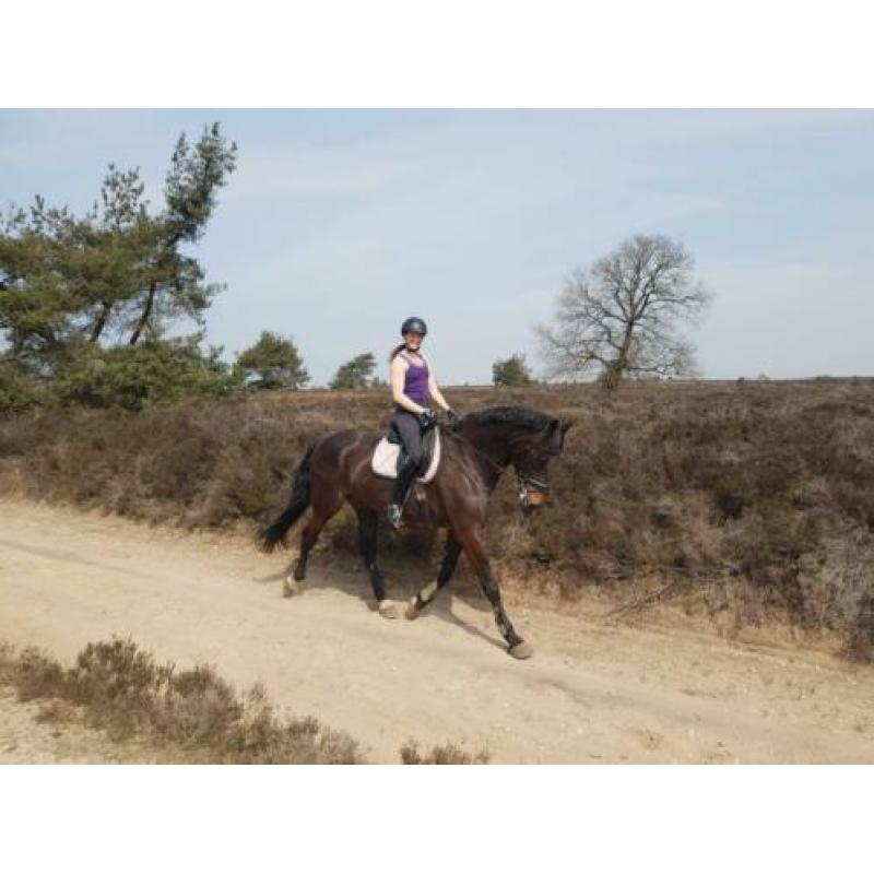 Groot braaf paard