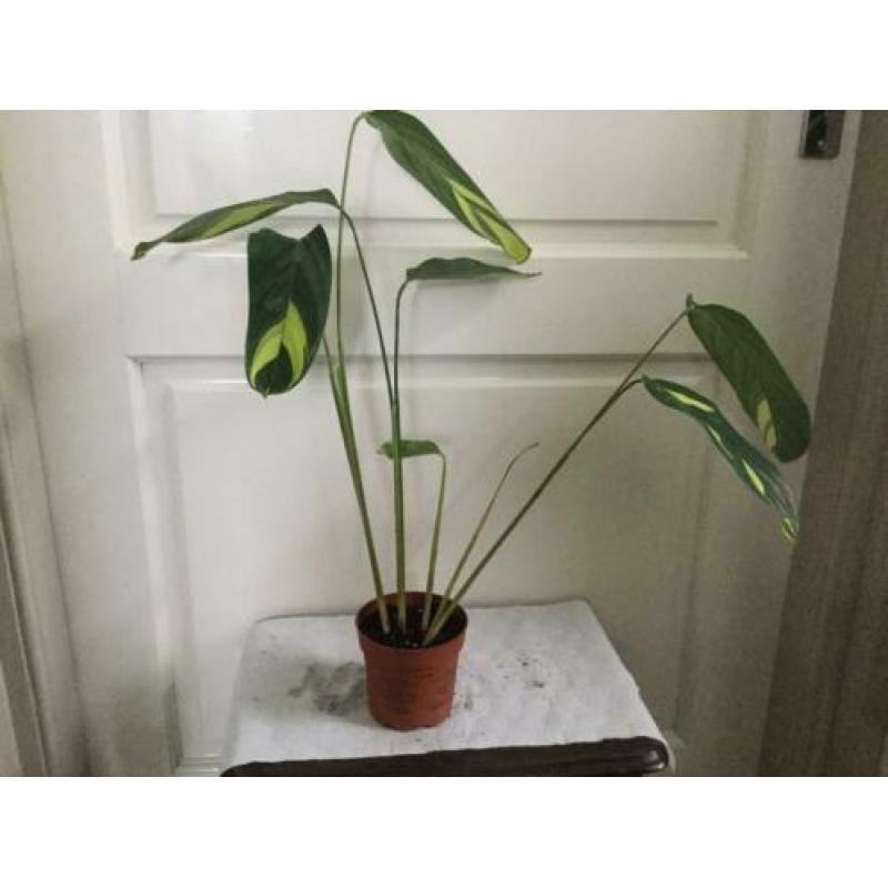 Calathea golden Mosaic