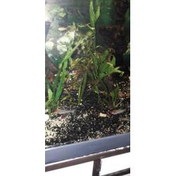 Diverse aquarium vissen