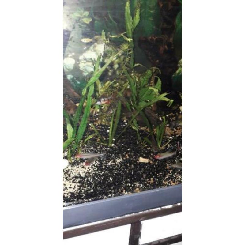 Diverse aquarium vissen