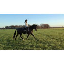 Groot braaf paard