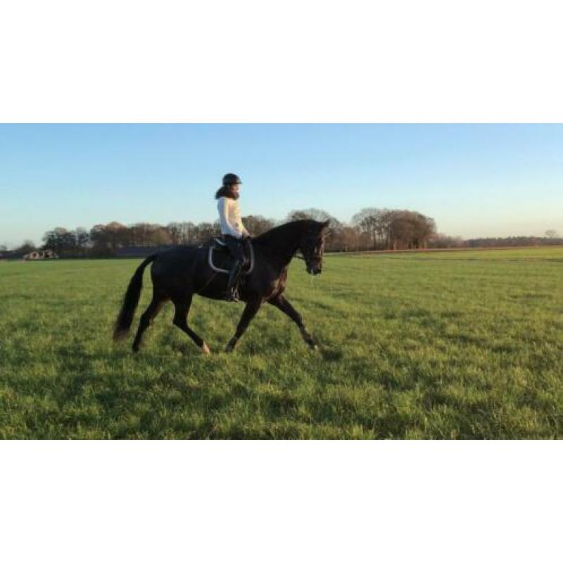 Groot braaf paard