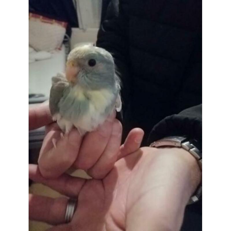 3 jonge kakarikis 01/2020