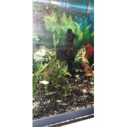 Diverse aquarium vissen