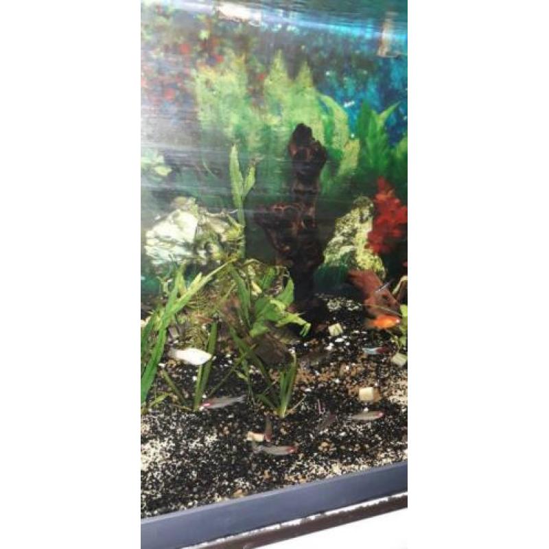 Diverse aquarium vissen